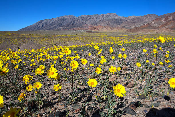istock Desert Gold Death Valley #3 2016 510469402