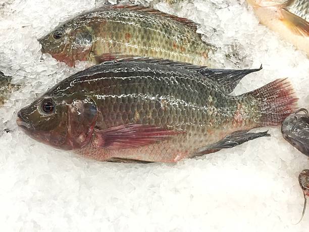 istock Fresh nile tilapia fish at fish market 510469444