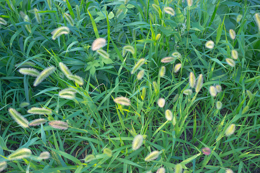 Foxtail, Agriculture, plant, Green