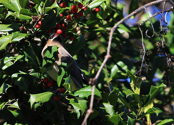 istock Cedar Waxwing Eating a Berry 510471668