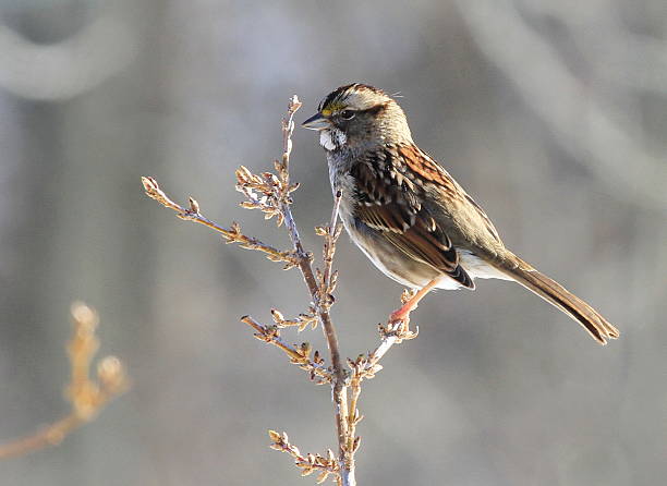 istock White-throated Sparrow 510472104