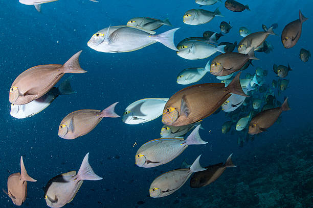 istock parrot fish portrait in maldives 510472576