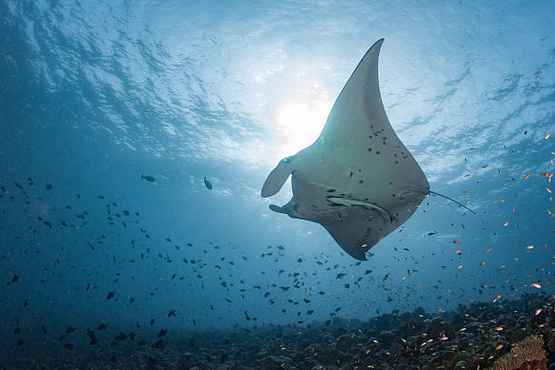 istock Manta in the blue background 510472658