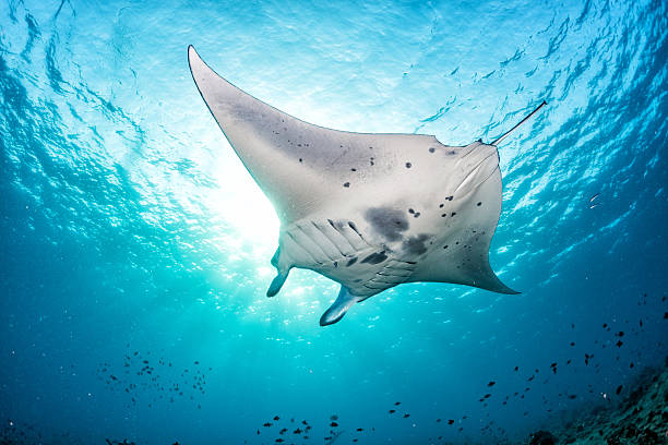 istock Manta in the blue background 510472676