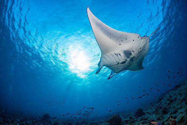 manta in der blauen hintergrund - manta ray stock-fotos und bilder