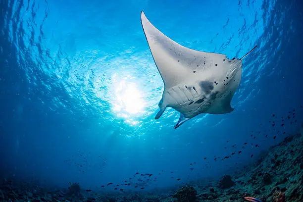 Manta in the blue background while diving maldives