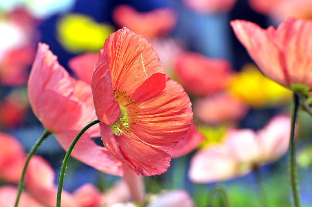 Blossom red poppy flowers 