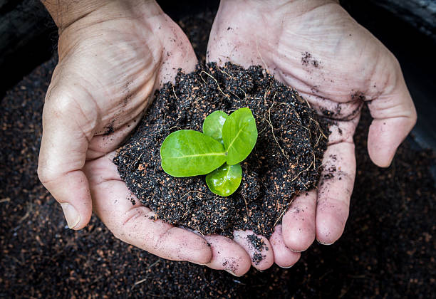 istock Hand holding young plant with soil 510472874