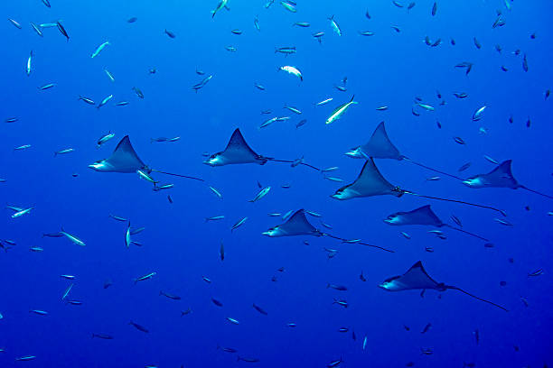 eagle ray manta while diving in Maldives