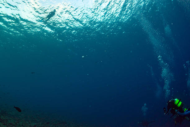 istock diving in colorful reef underwater 510472982