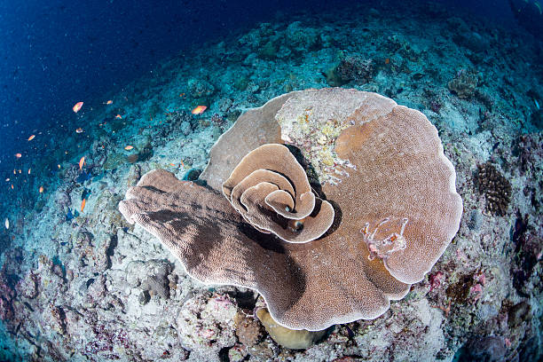 istock diving in colorful reef underwater 510473000