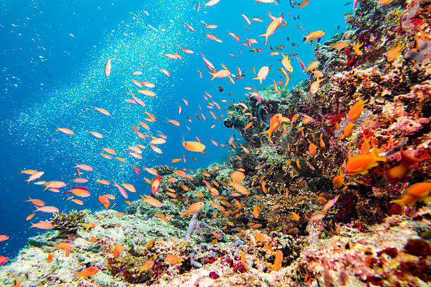 istock diving in colorful reef underwater 510473058