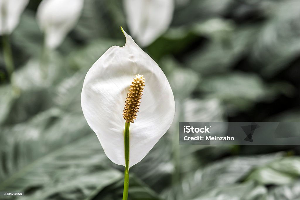 White Calla Lily White Calla Lily with harmonic soft tropical background Anthurium Stock Photo