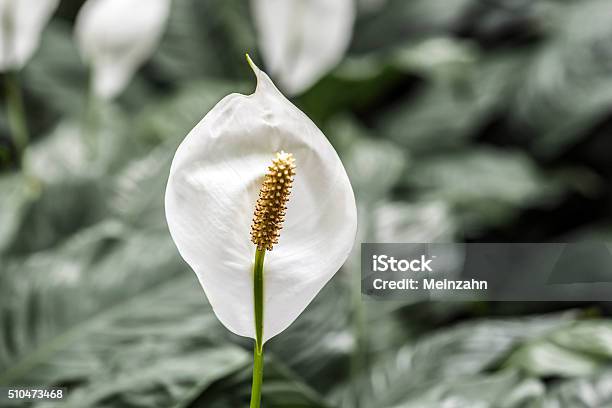 White Calla Lily Stock Photo - Download Image Now - Anthurium, Arum Lily, Beauty In Nature