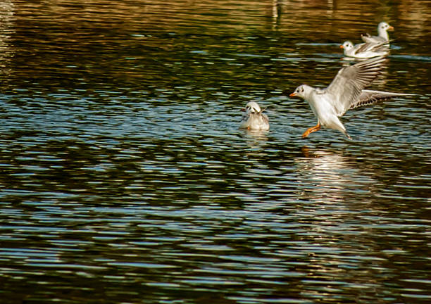 istock Seagull on the pond 510473862