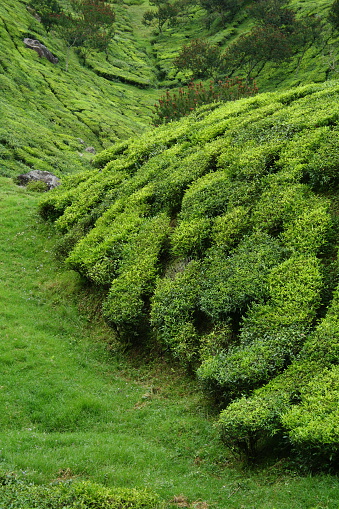 Beautiful curves in tea plantation