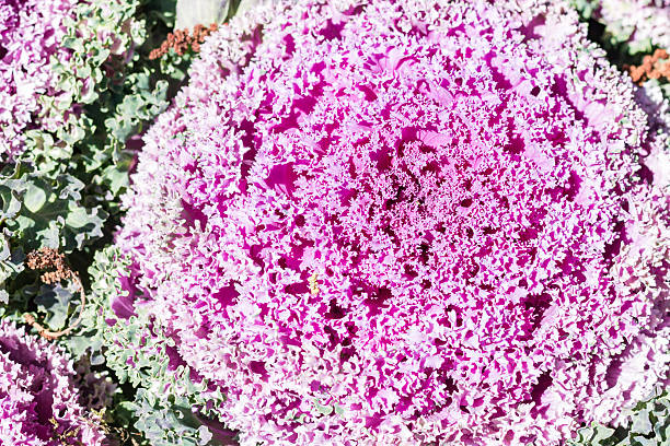 istock Closeup lettuce flower growing in garden 510476366