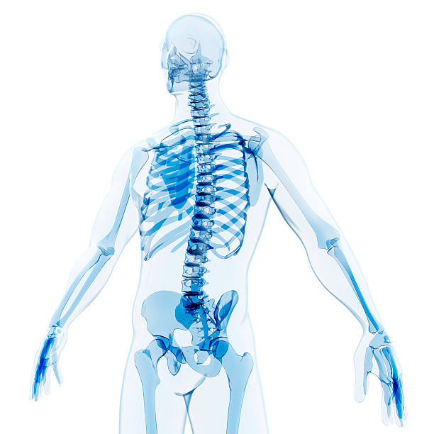 3 d renderowania człowieka i szkielet ciała - x ray x ray image human hand anatomy zdjęcia i obrazy z banku zdjęć