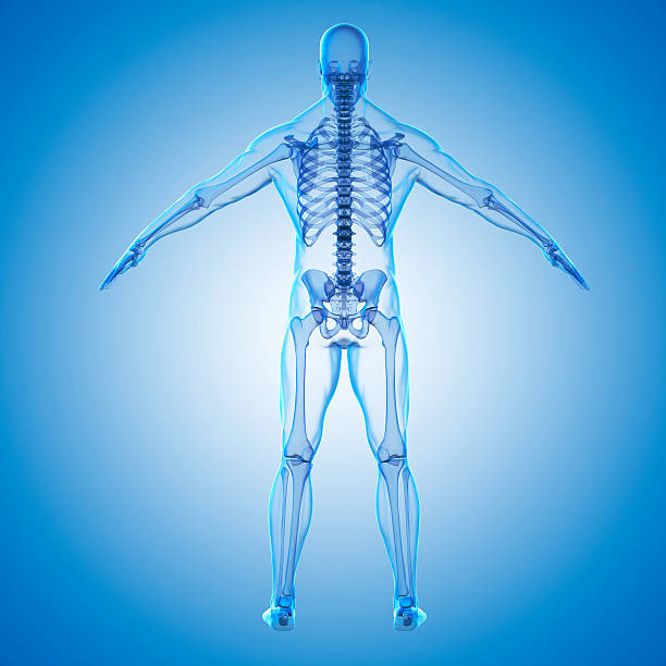 istock 3d render of human body and skeleton 510478008