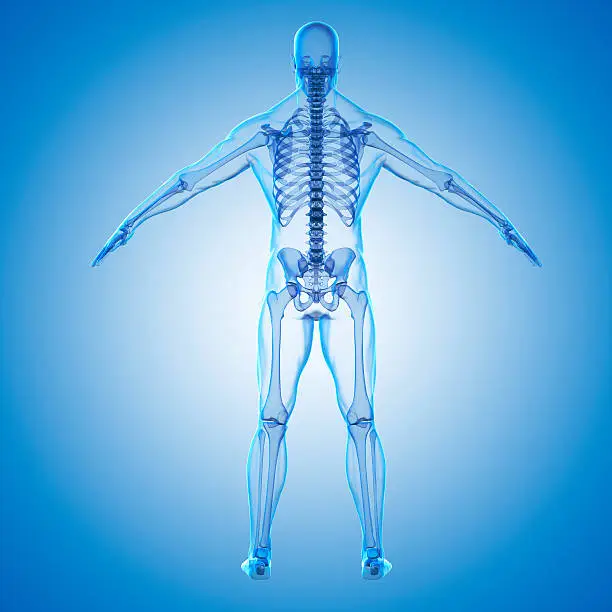 Photo of 3d render of human body and skeleton
