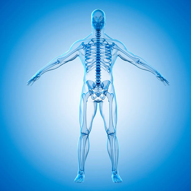 istock 3d render of human body and skeleton 510478038