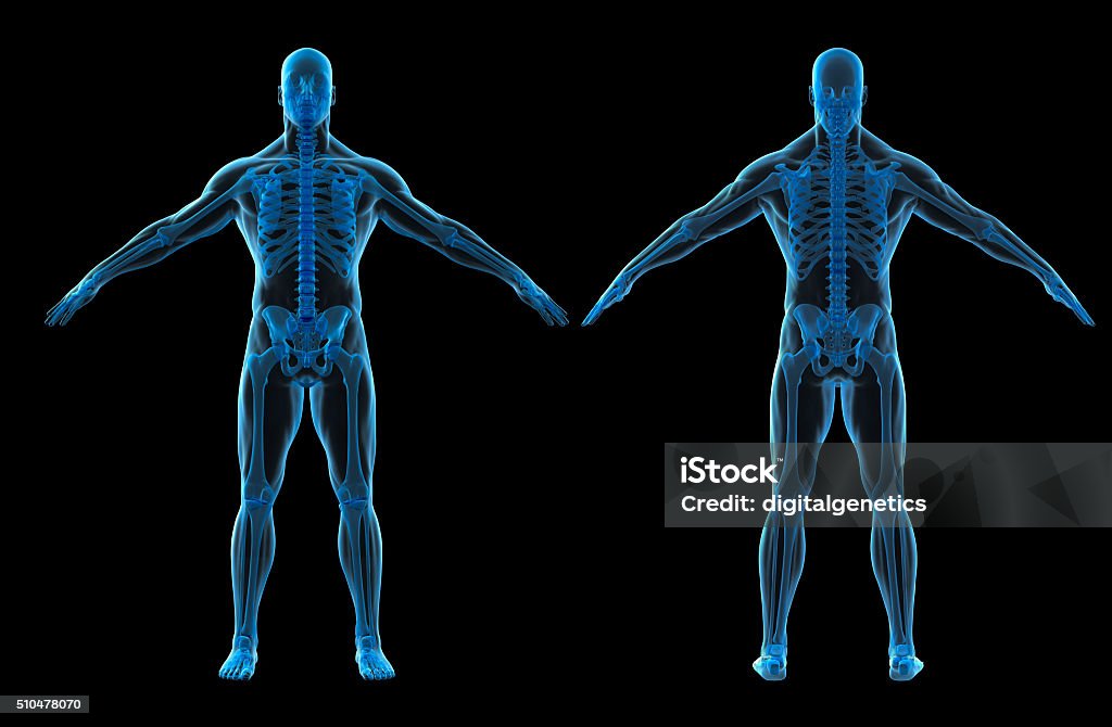 Rendu 3D du corps humain et squelette - Photo de Corps humain libre de droits