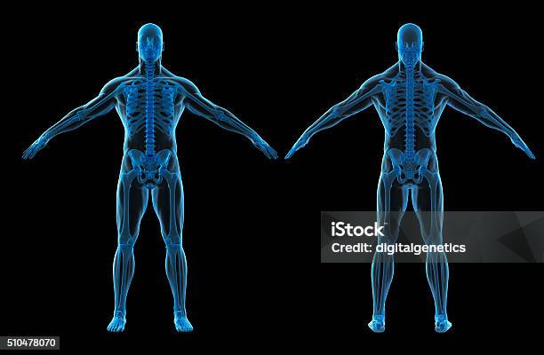 Photo libre de droit de Rendu 3d Du Corps Humain Et Squelette banque d'images et plus d'images libres de droit de Corps humain - Corps humain, Illustration, Os humain