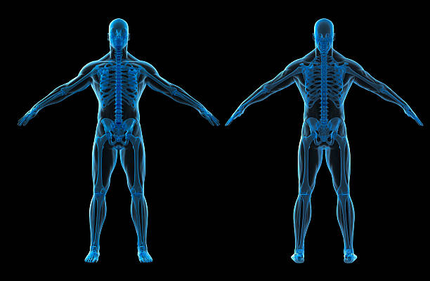 istock 3d render of human body and skeleton 510478070