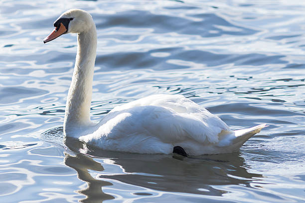istock Swan on blue lake water 510478642