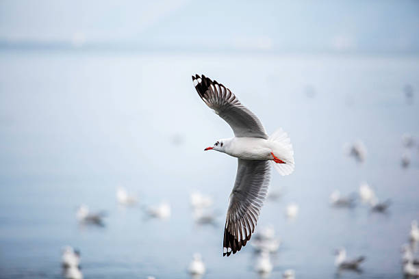 istock seagull flying over water surface 510479306