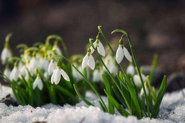 Snowdrop flowers blooming in winter Snowdrop flowers blooming in winter inflorescence photos stock pictures, royalty-free photos & images