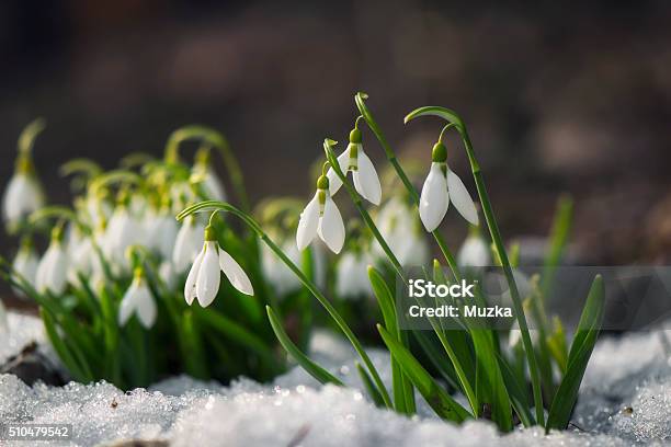 Snowdrop Flowers Blooming In Winter Stock Photo - Download Image Now - Snowdrop, Springtime, Flower