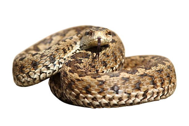 istock isolated snake ready to strike 510479564