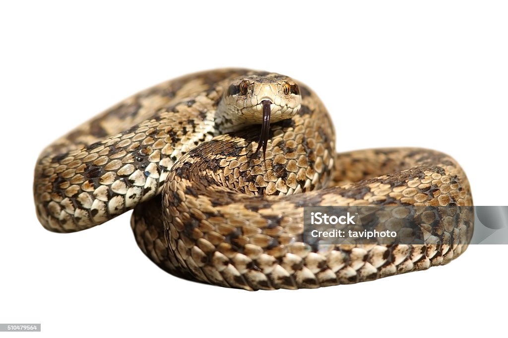 isolated snake ready to strike isolated snake ready to strike, meadow viper ( Vipera ursinii rakosiensis ) Adder Stock Photo