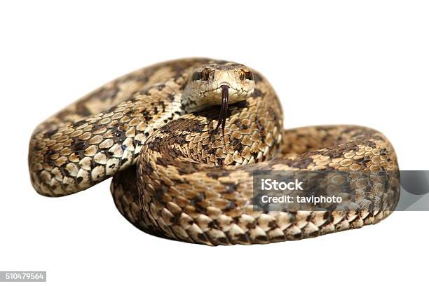 Isolated Snake Ready To Strike Stock Photo - Download Image Now - Adder, Aggression, Animal