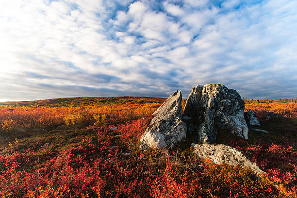 Tundra fall colors stock photo
