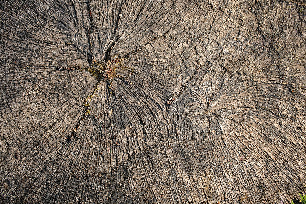 istock Wood texture of cutted tree trunk 510480036