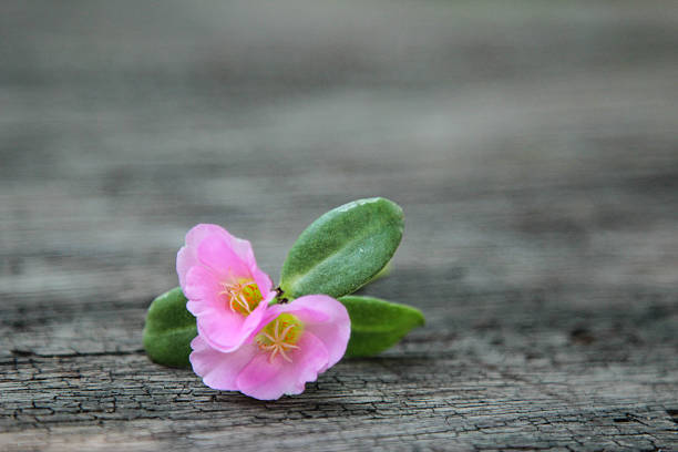 istock Pink flowers on wood background 510480878