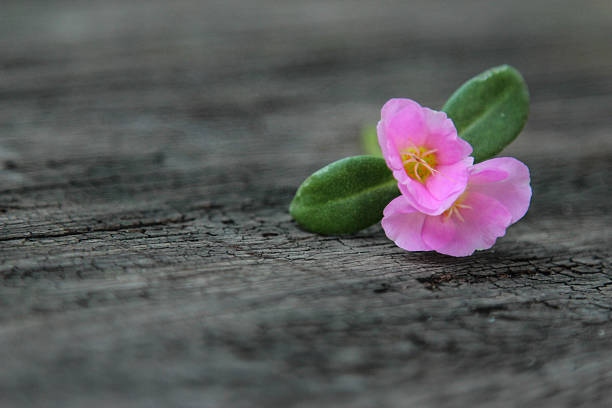 istock Pink flowers on wood background 510480958