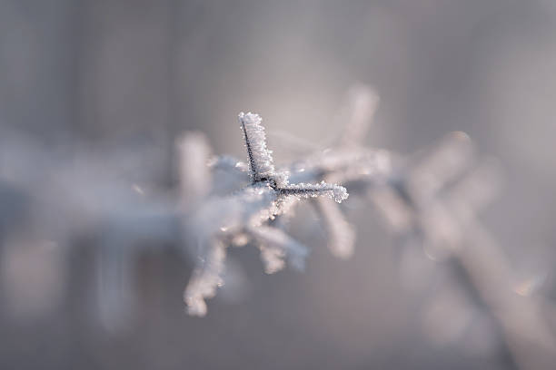 Macro photo of acacia spikes Macro photo of acacia spikes a frosty day acacia tree photos stock pictures, royalty-free photos & images