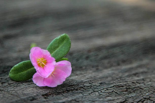 istock Pink flowers on wood background 510481026