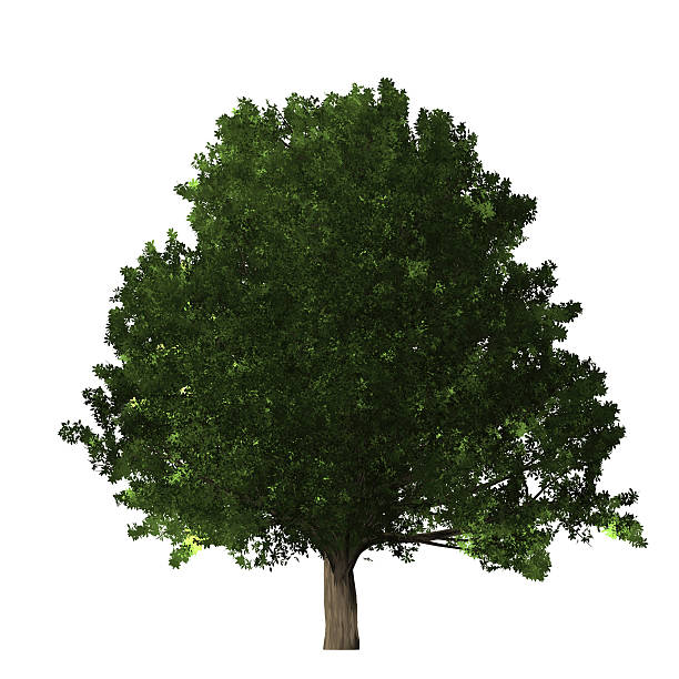 istock Oak tree - digital painting 510481182