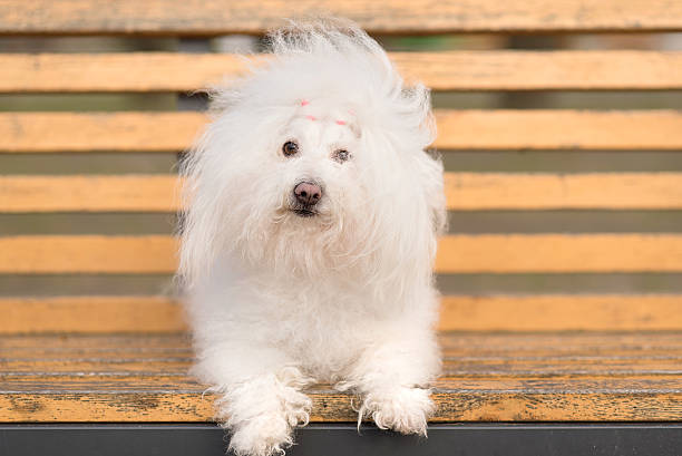 Bichon havanese dog on banch in the park