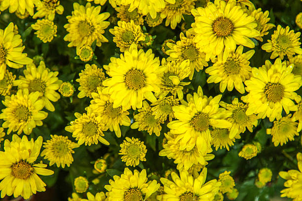 istock Yellow flowers background 510481914