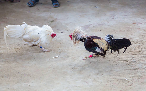 istock Cock-fighting, Philippines 510482034