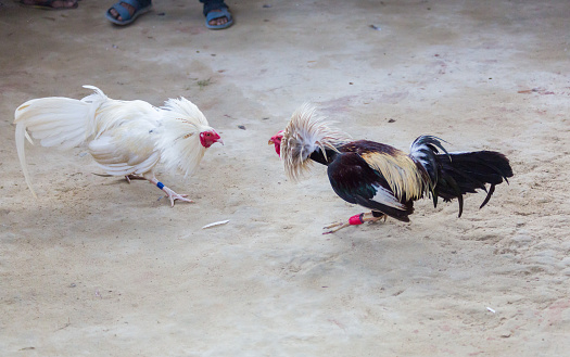Cock-fighting, Philippines