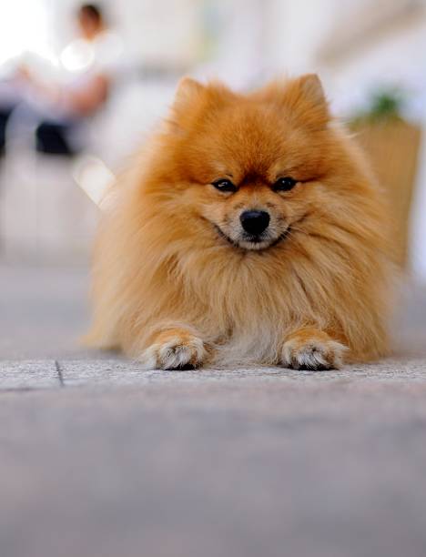 istock Pomeranian dog 510482378