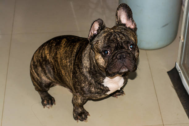 istock French Bulldog 510482710