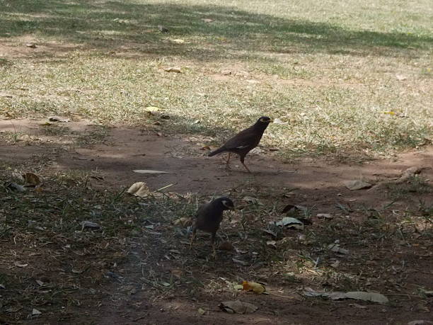 istock Pigeons and nature 510483378