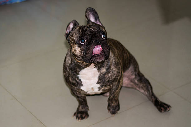 istock French Bulldog 510483634